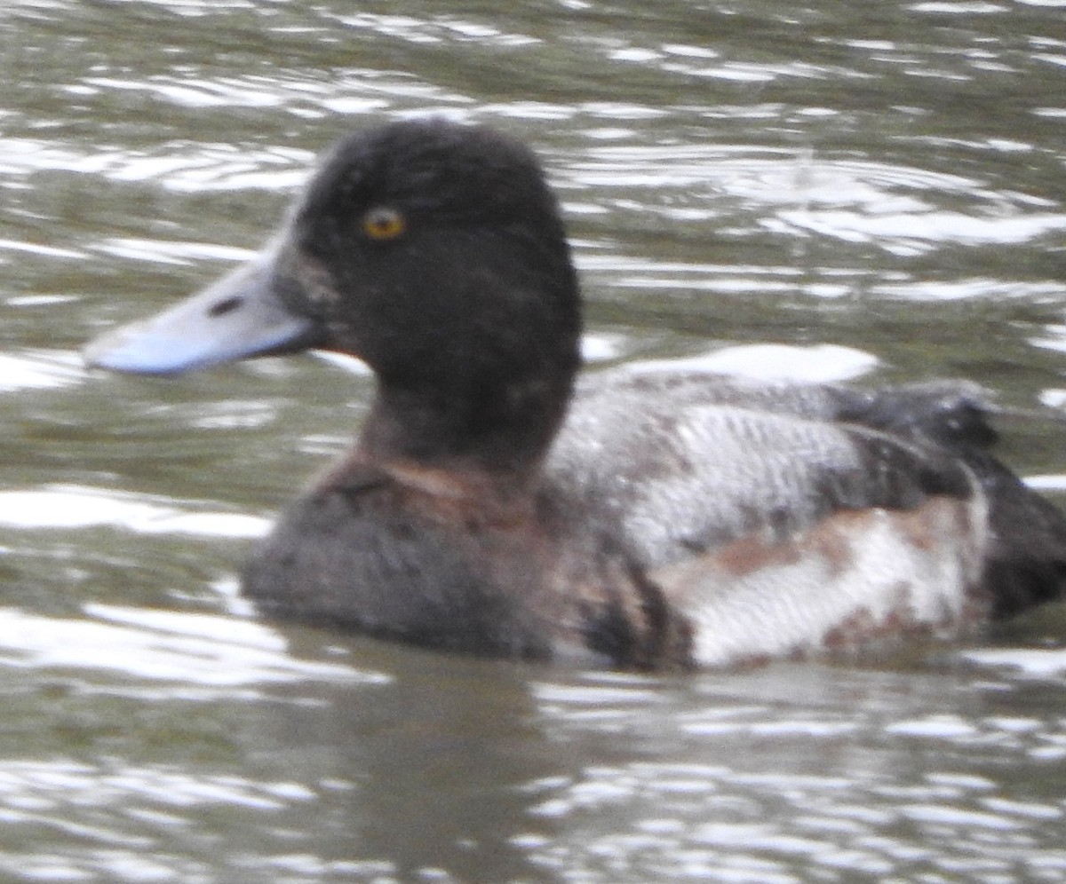 小斑背潛鴨 - ML646466951