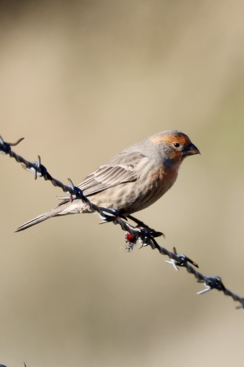 hýl rudoprsý - ML646466954