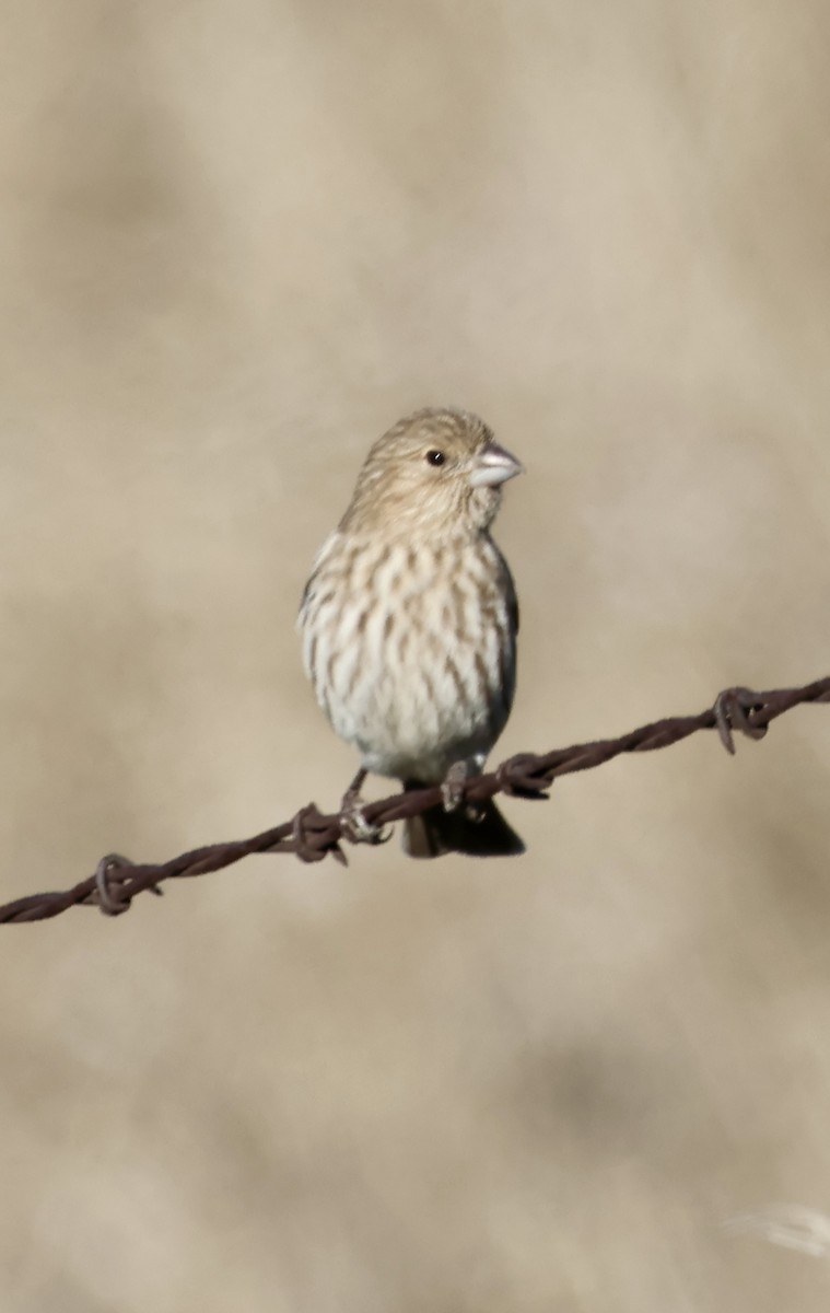 hýl rudoprsý - ML646466955