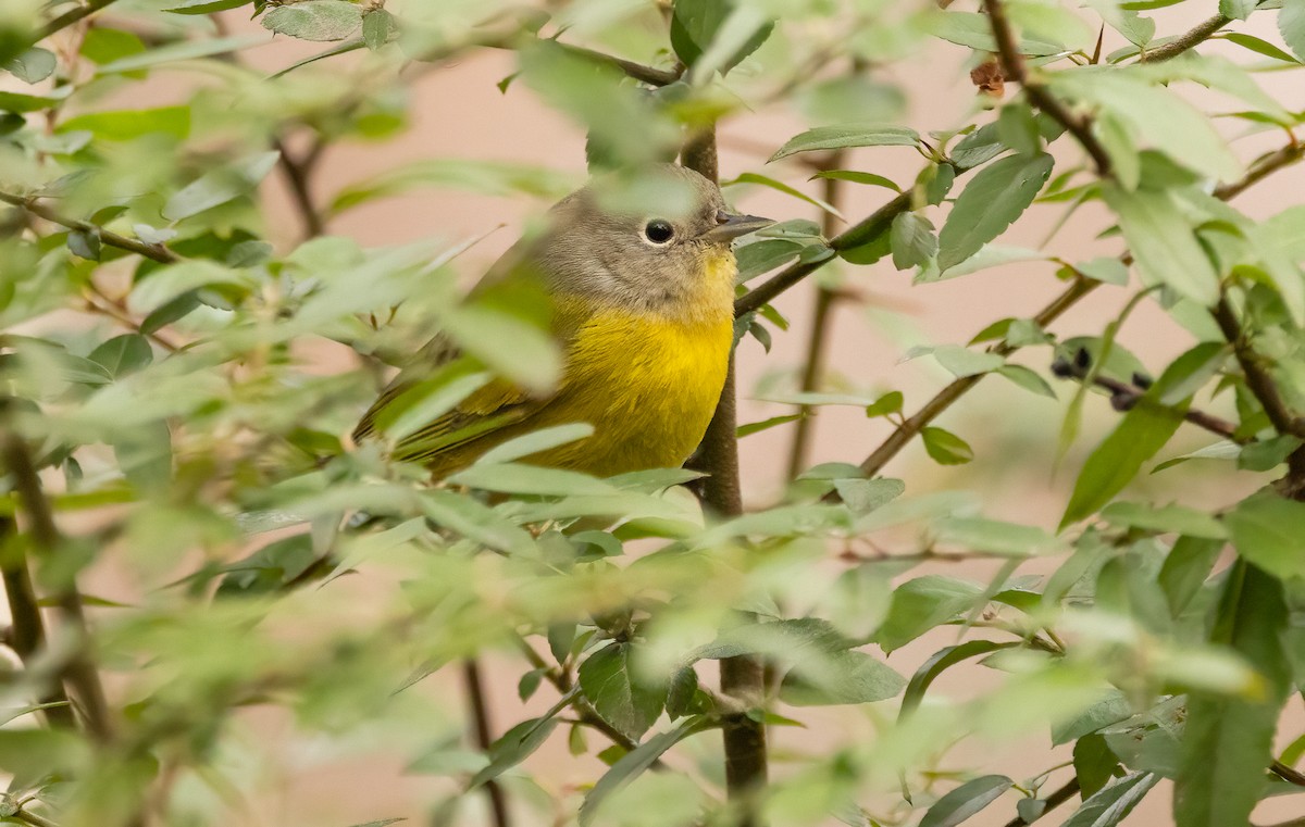 Nashville Warbler - ML646466958