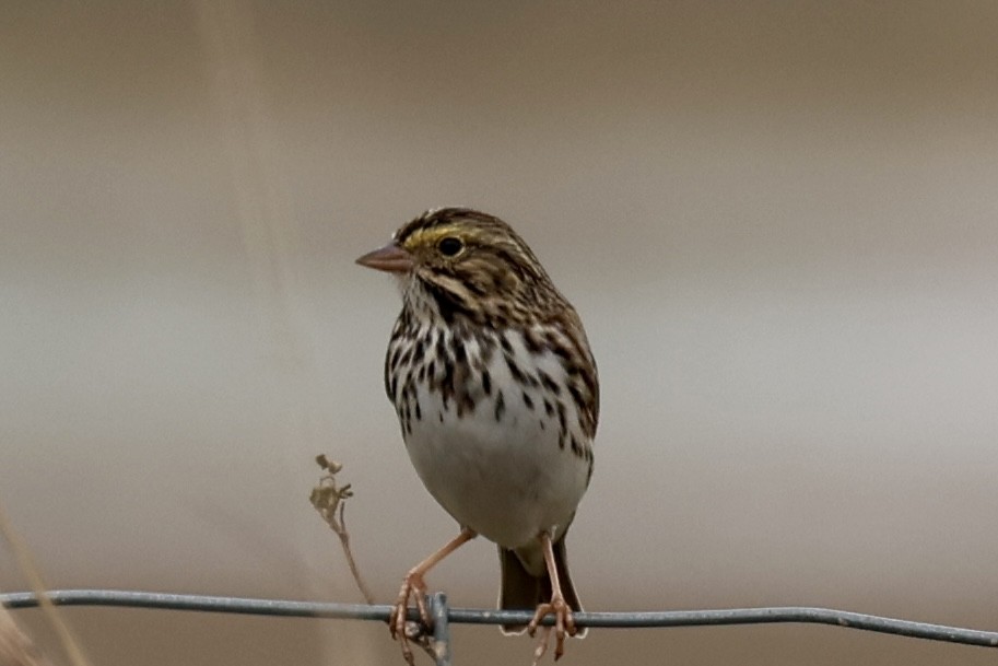 Chingolo Sabanero - ML646466960