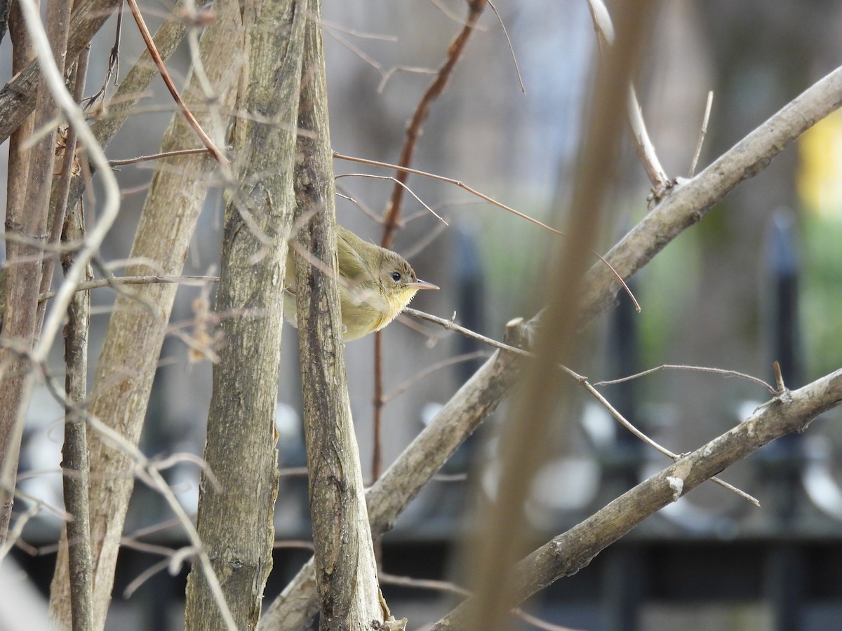Common Yellowthroat - ML646466961