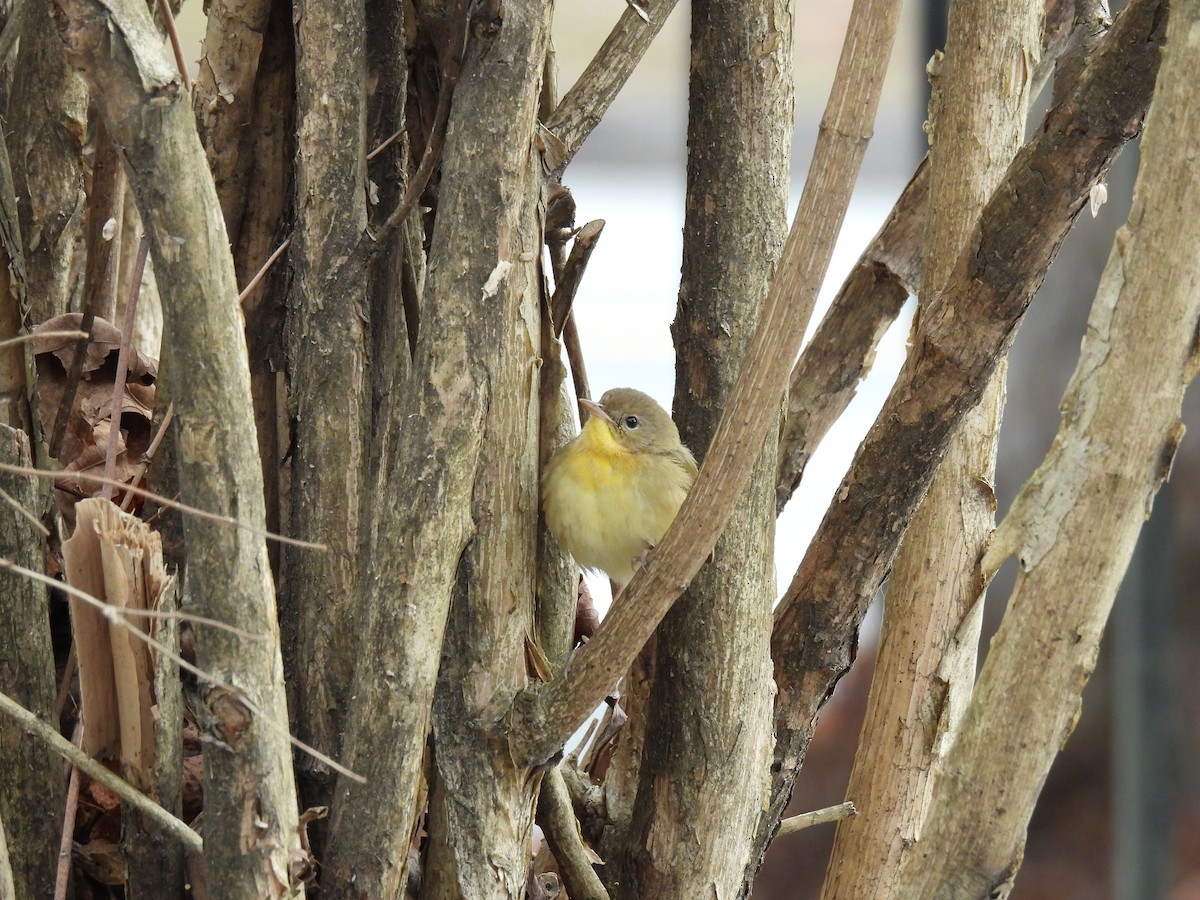Common Yellowthroat - ML646466962