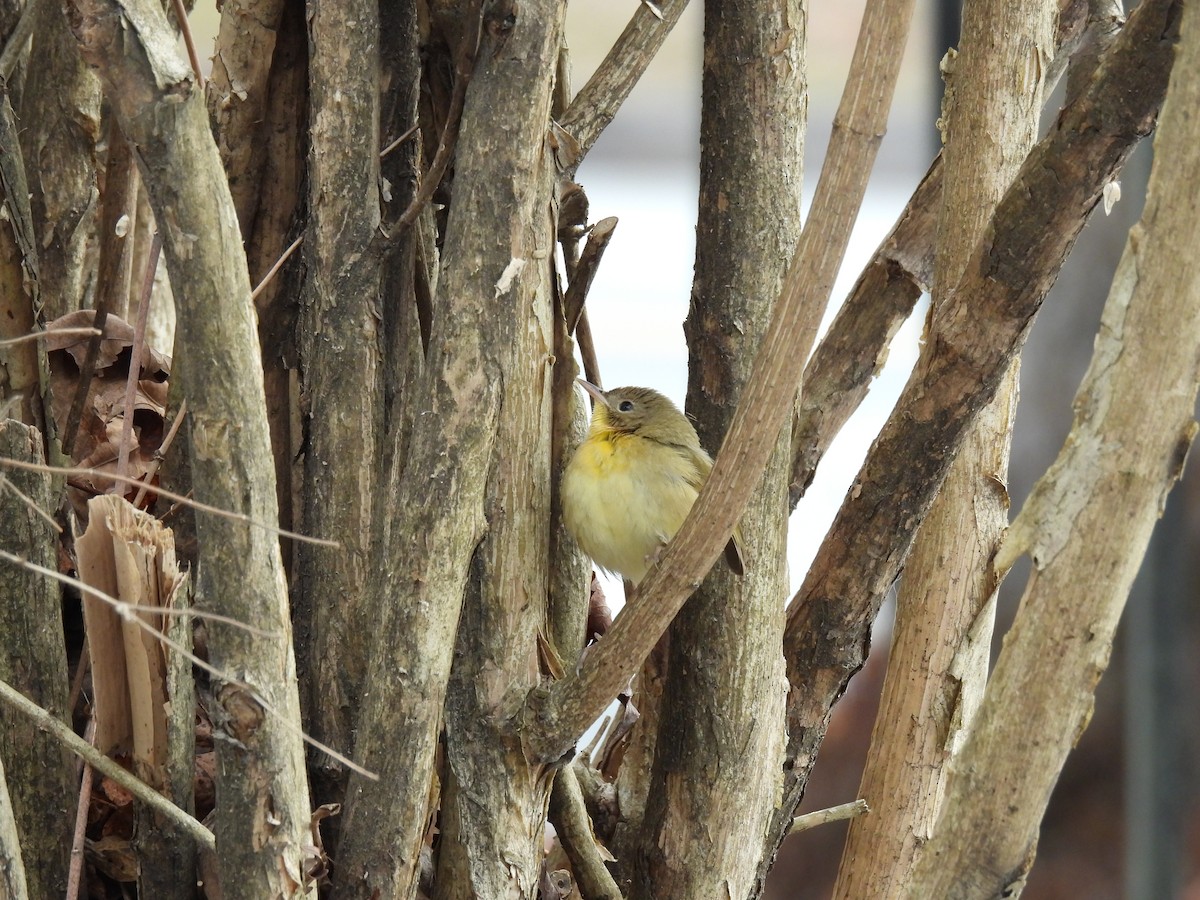 Common Yellowthroat - ML646466963