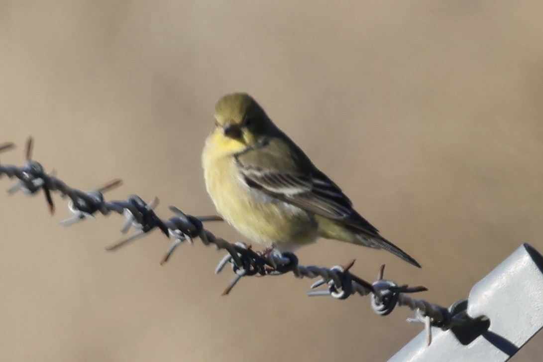 čížek mexický - ML646466967