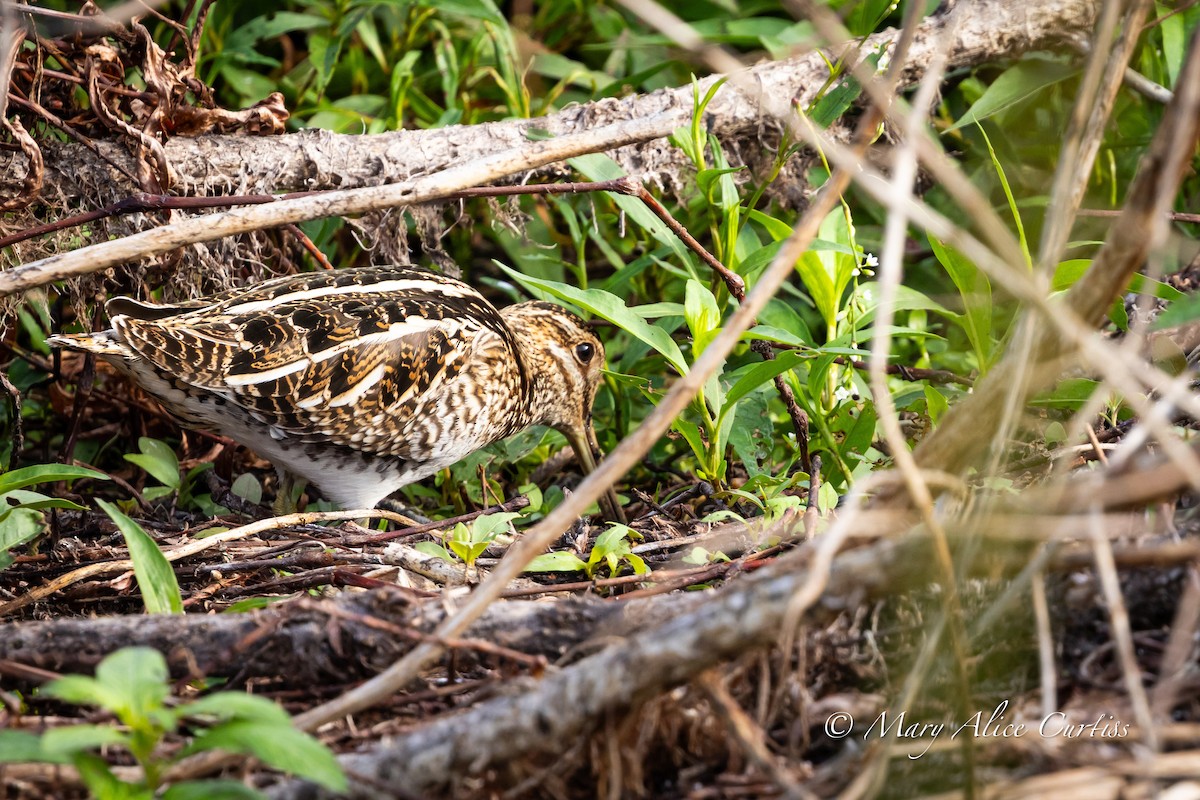 Wilson's Snipe - ML646466970