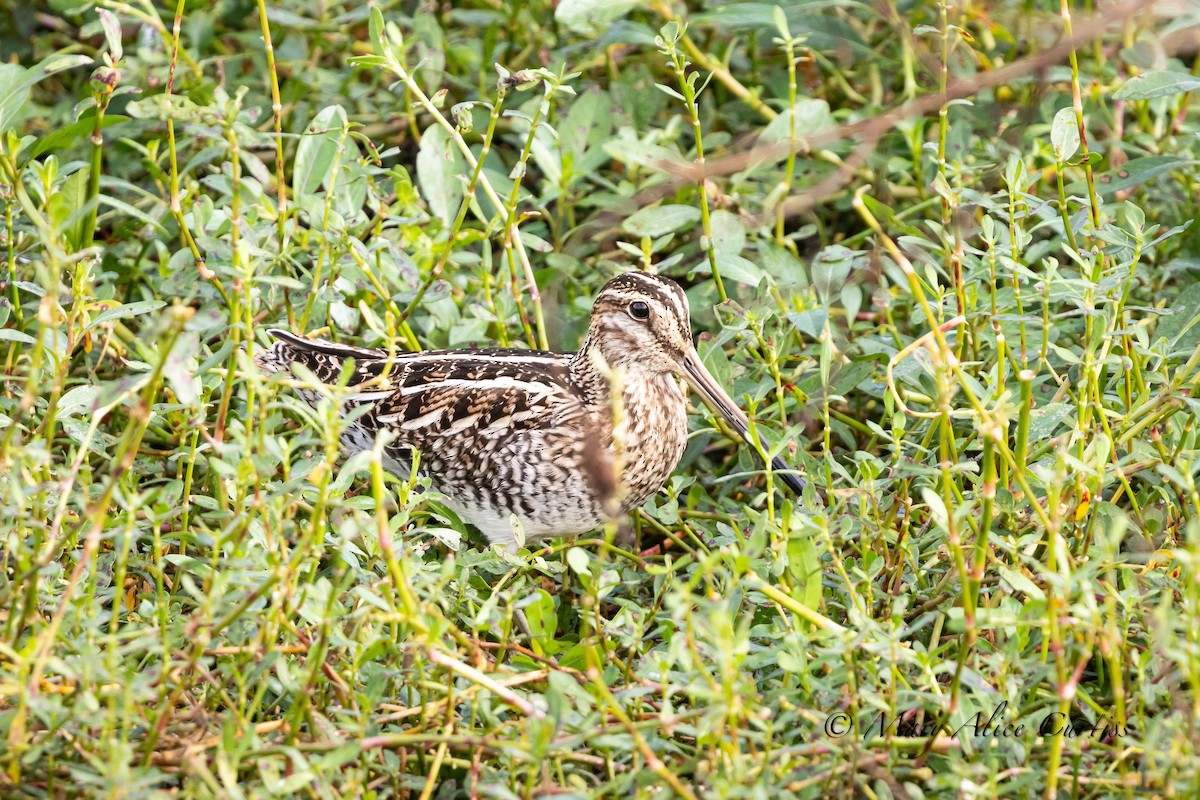 Wilson's Snipe - ML646466971