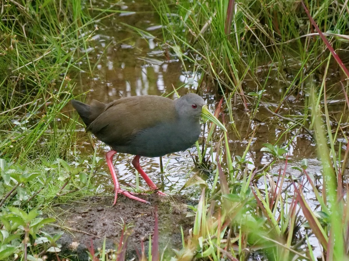 askerikse - ML646466973