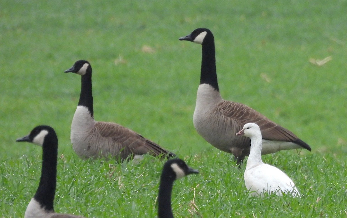 Küçük Kar Kazı - ML646466978