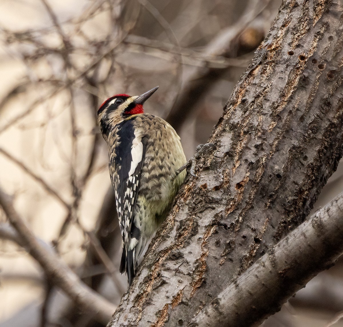 Yellow-bellied Sapsucker - ML646466984