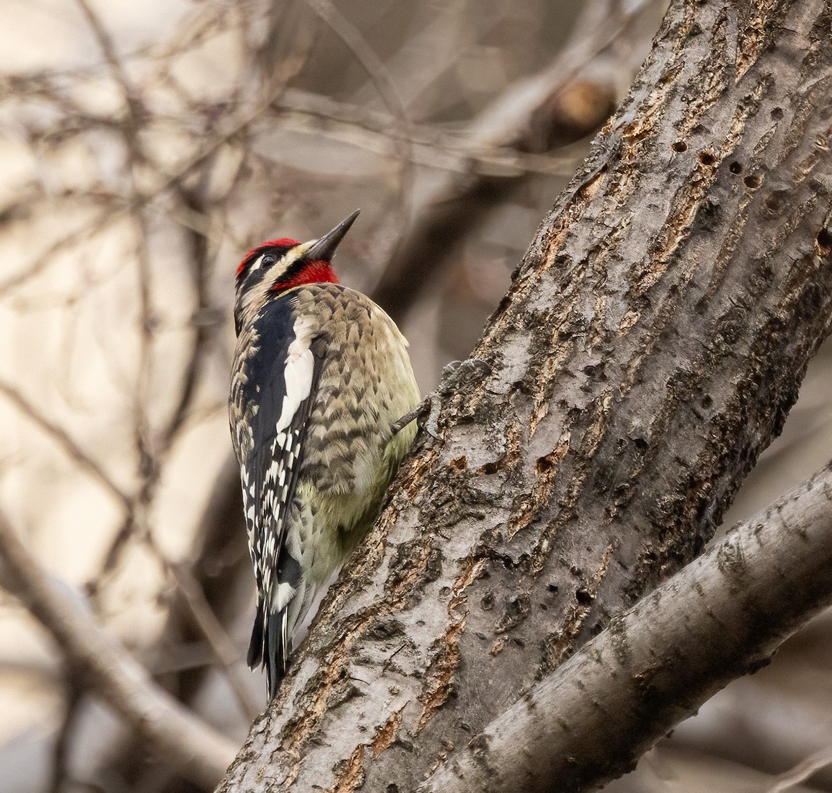 Yellow-bellied Sapsucker - ML646466985