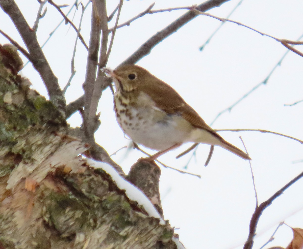 Hermit Thrush - ML646466989