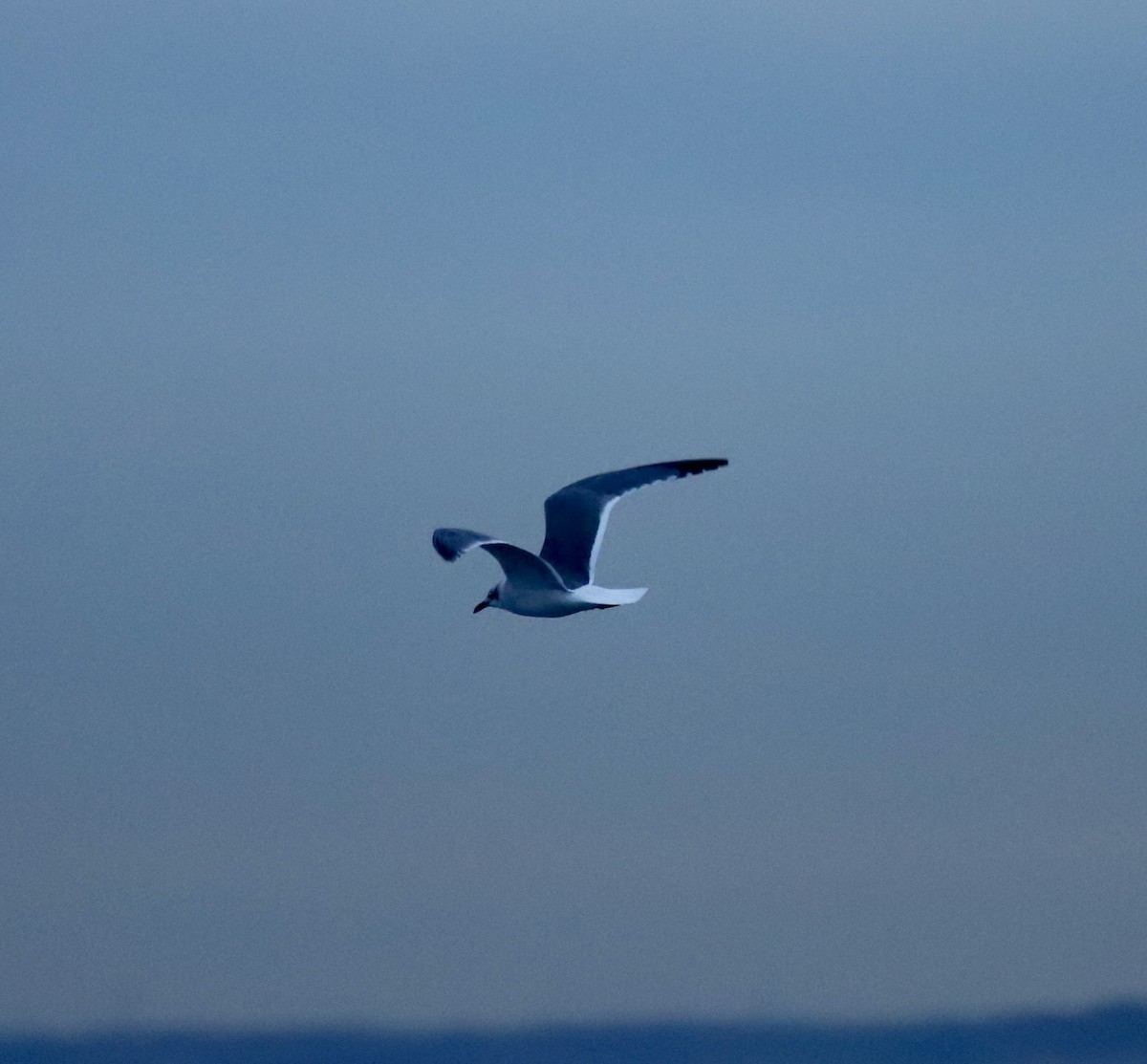 Laughing Gull - ML646467012