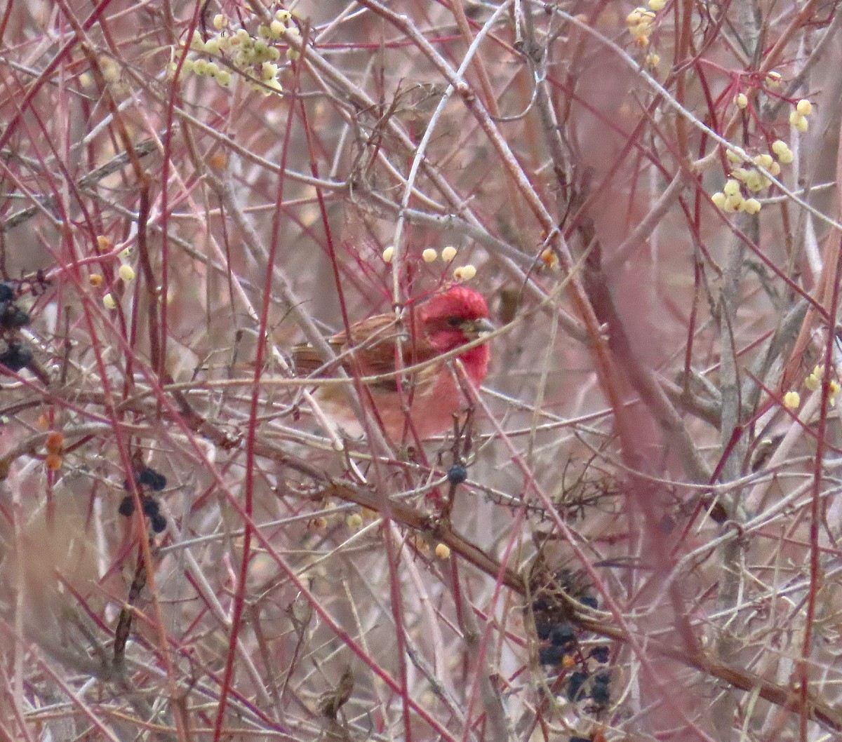 Purple Finch - ML646467014