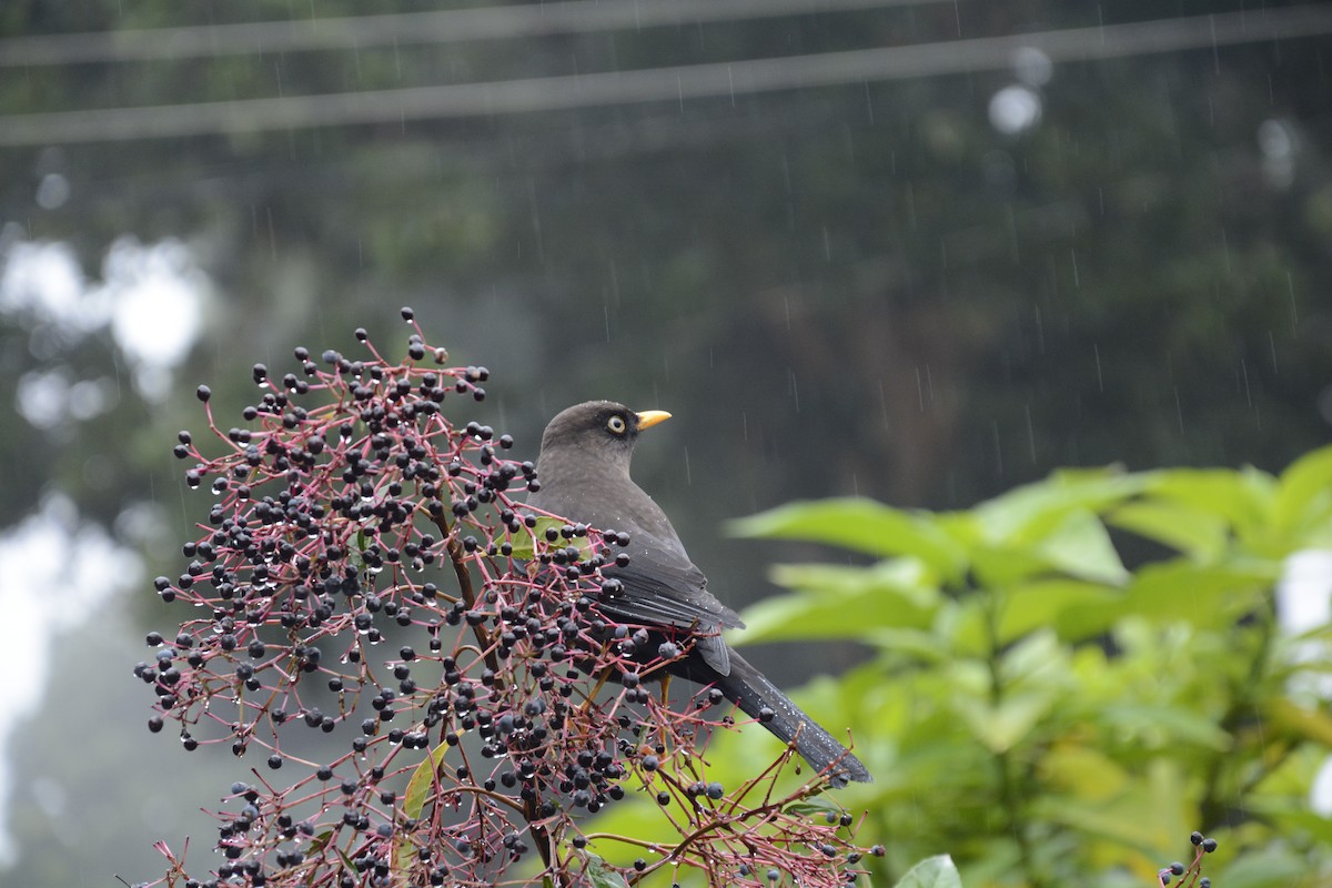 Merle fuligineux - ML646467027