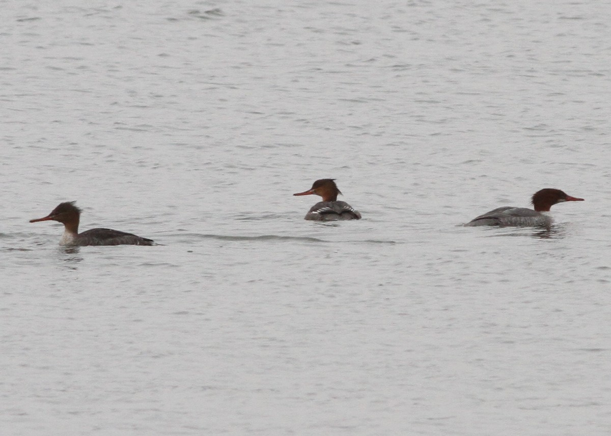 カワアイサ - ML646467035