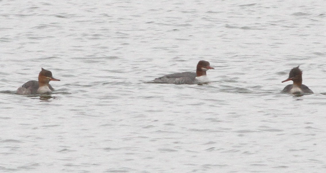 カワアイサ - ML646467036