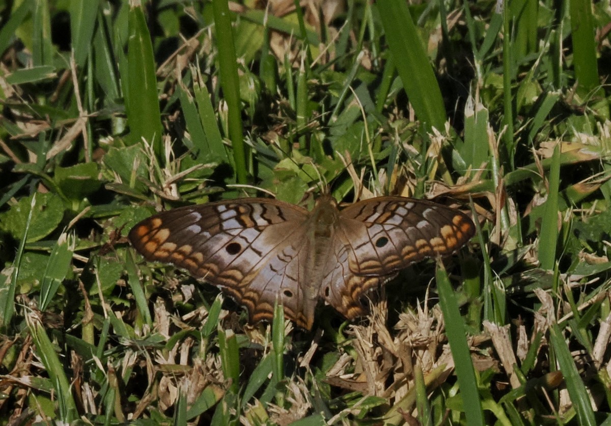 White Peacock - ML646467037