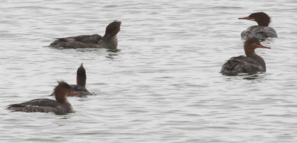 カワアイサ - ML646467038