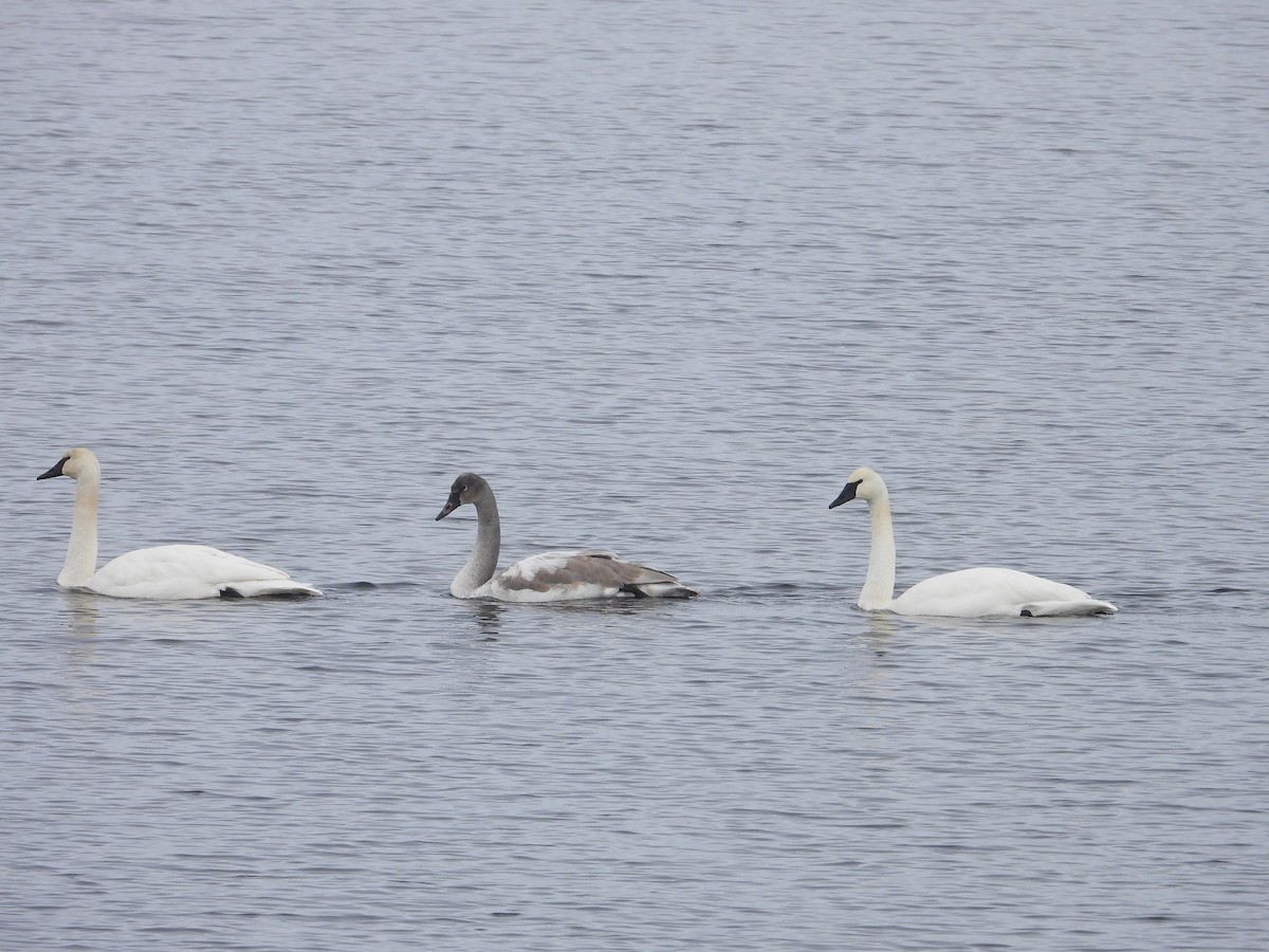Trumpeter Swan - ML646467039