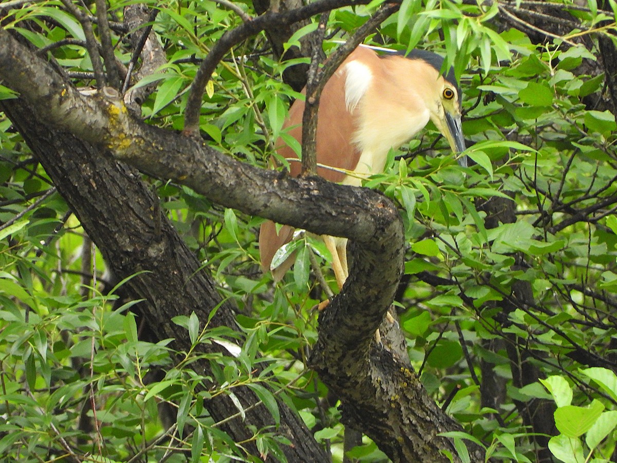 Rotrückenreiher - ML646467041