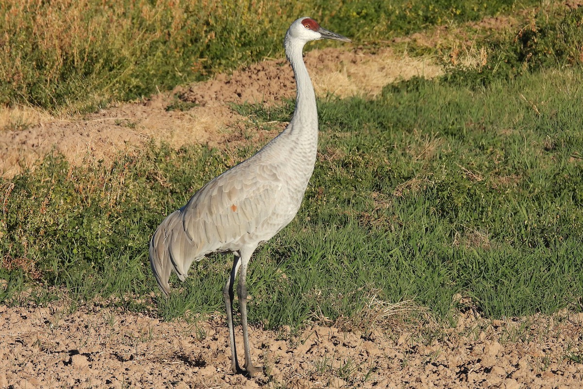 Sandhill Crane - ML646467043