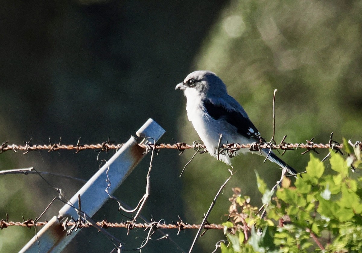Loggerhead Shrike - ML646467044