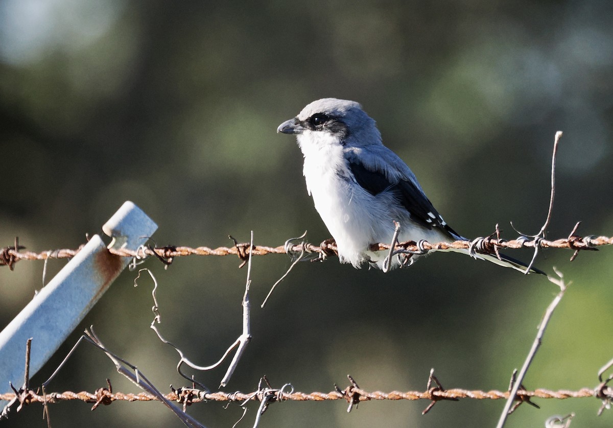 Loggerhead Shrike - ML646467045