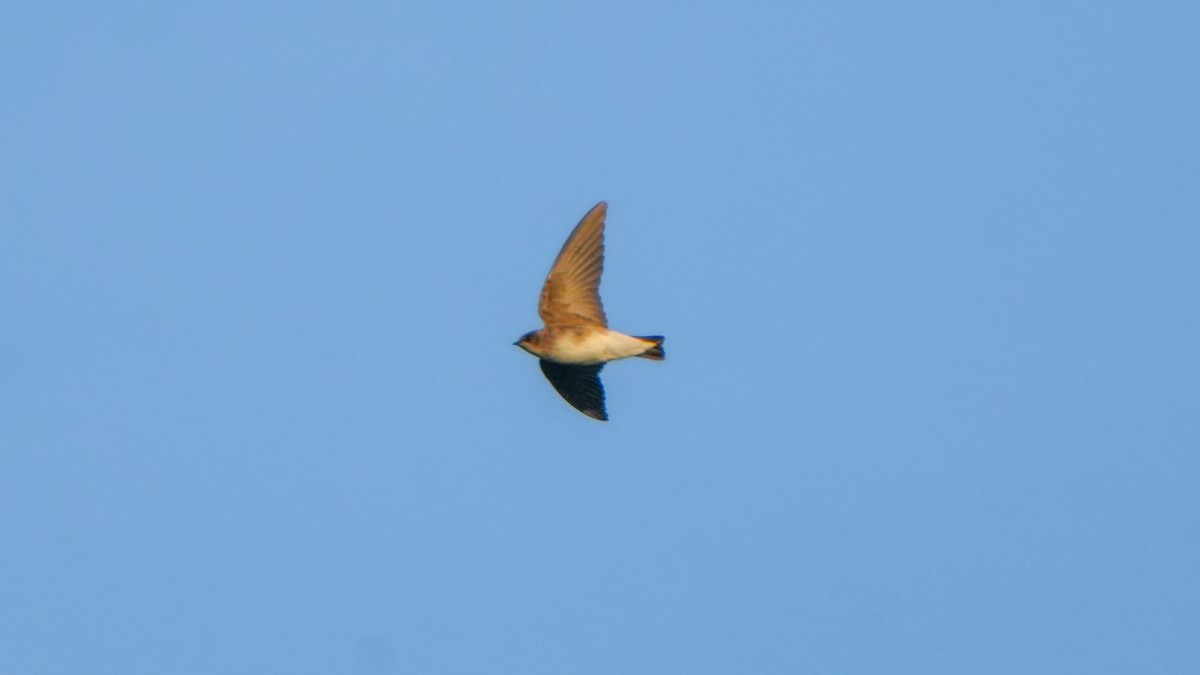 Northern Rough-winged Swallow - ML646467047