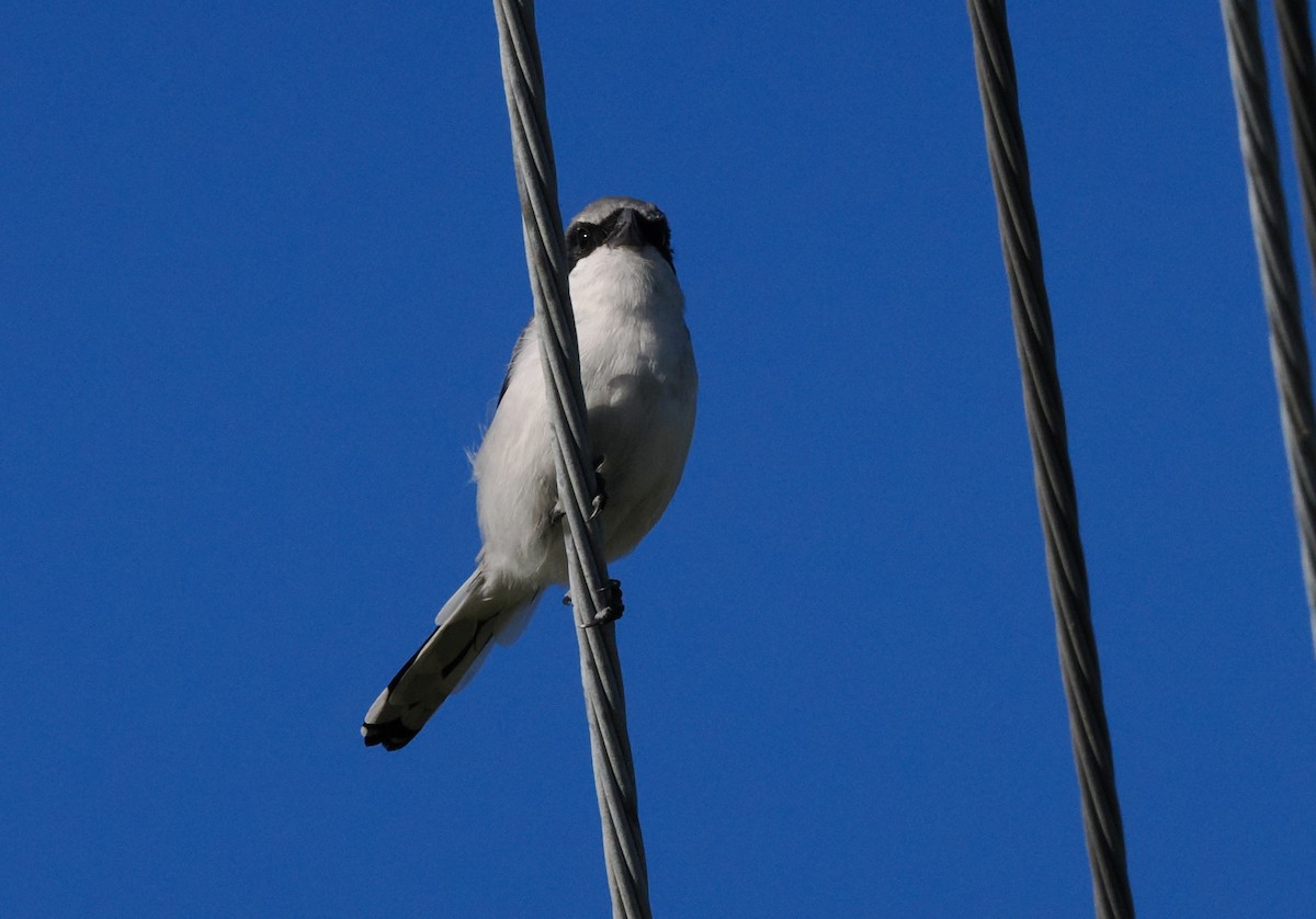Loggerhead Shrike - ML646467048