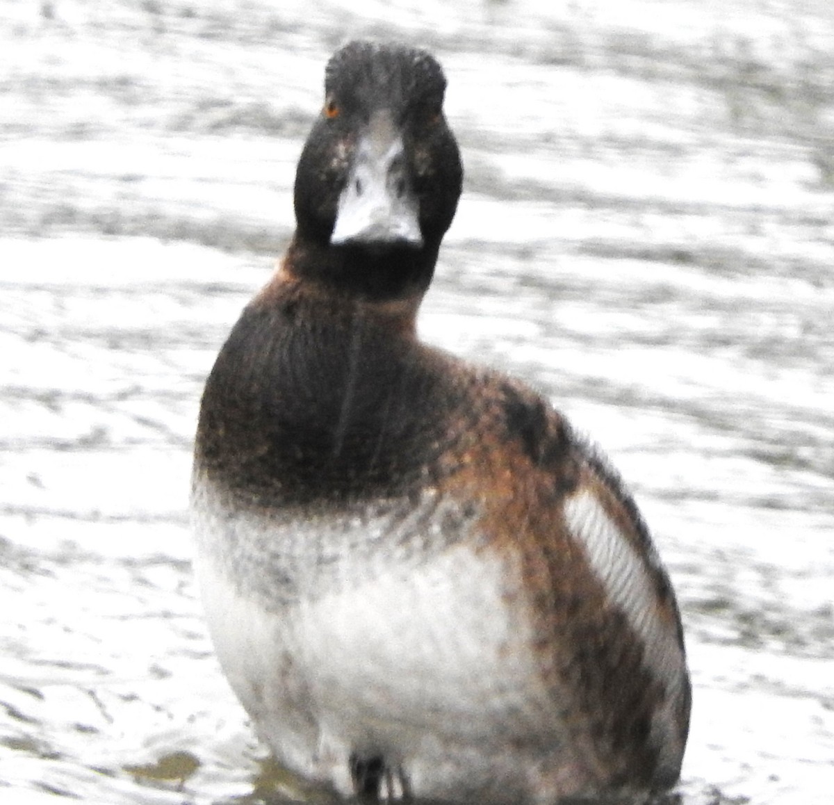 小斑背潛鴨 - ML646467051