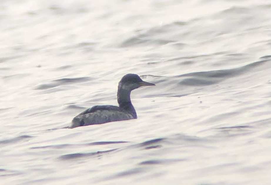 Буурал шунгуур - ML646467052