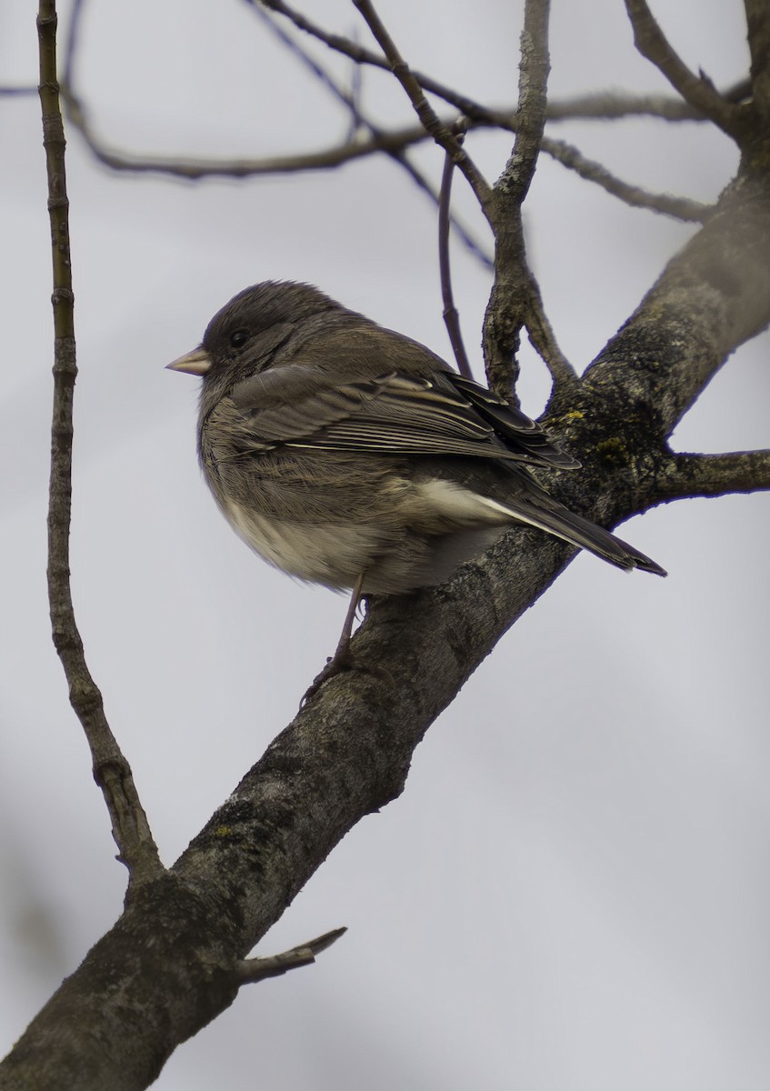 Dark-eyed Junco - ML646467053