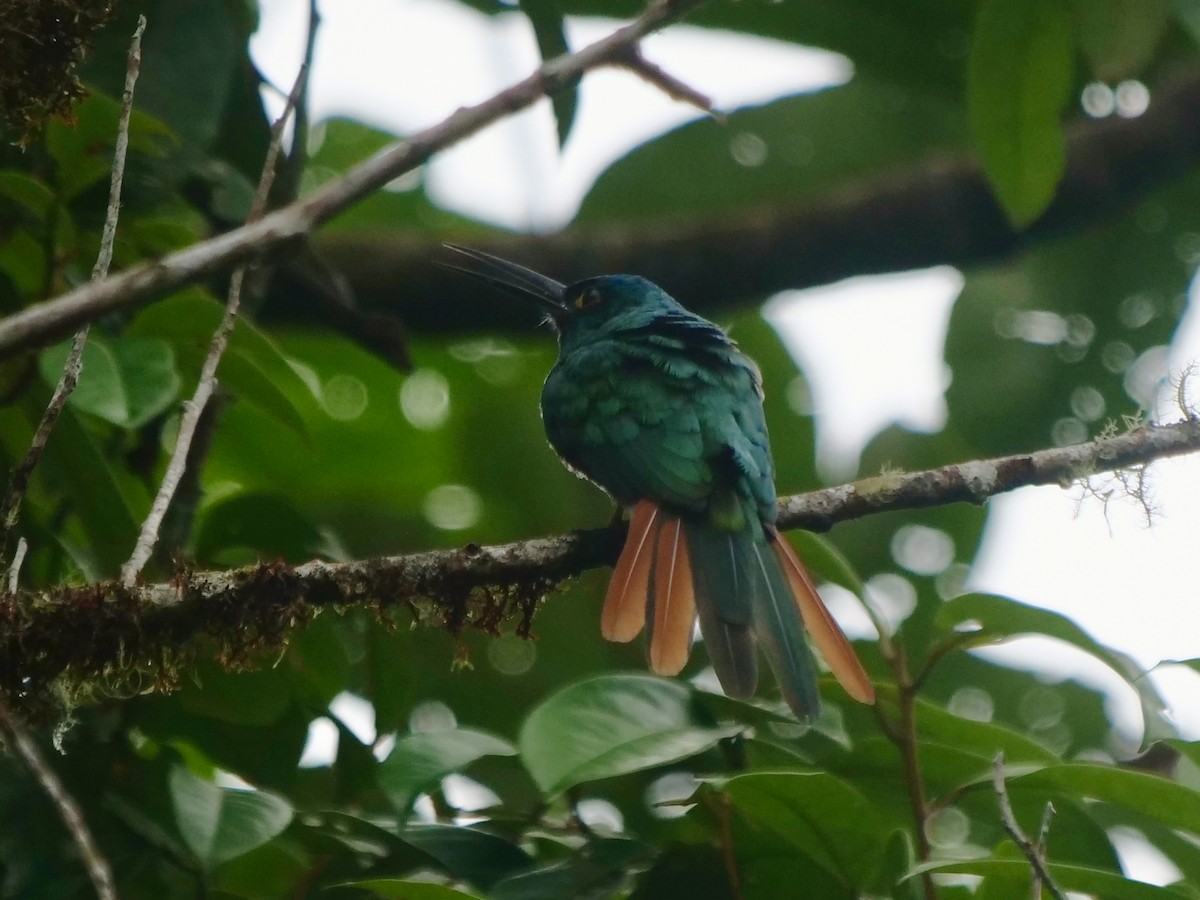 kobberjakamar - ML646467057