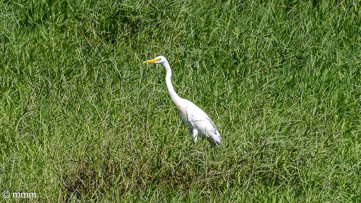Yellow-billed Egret - ML646467058
