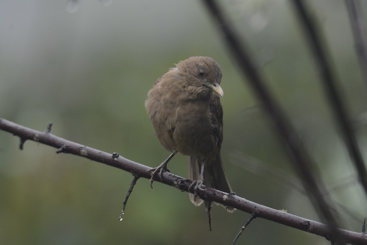 Merle fauve - ML646467061