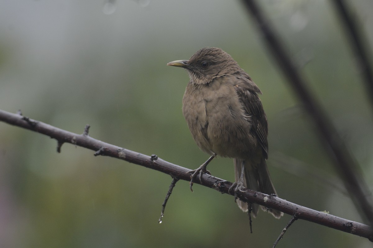 Merle fauve - ML646467062