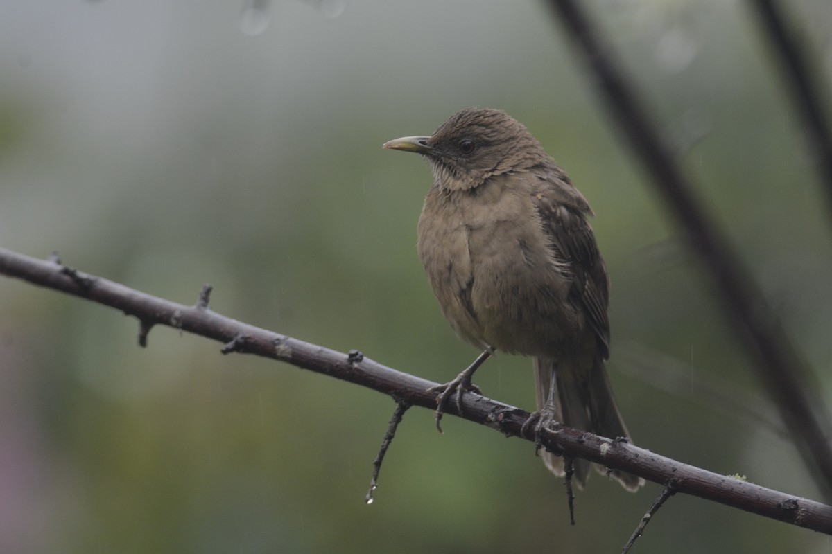 Merle fauve - ML646467063