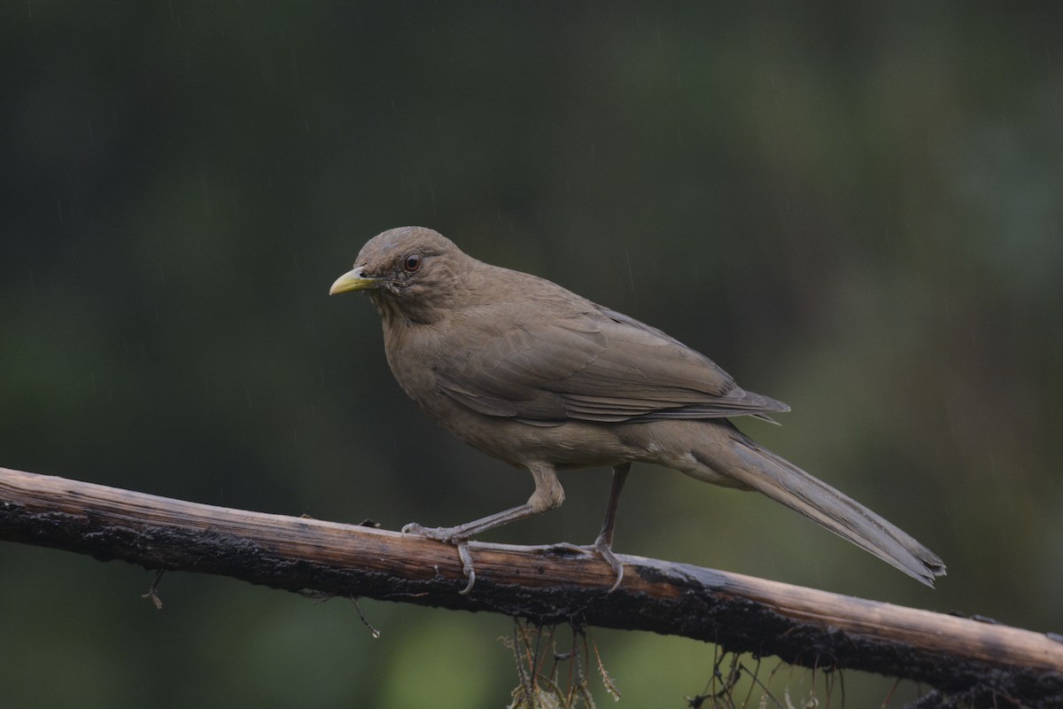 Merle fauve - ML646467064