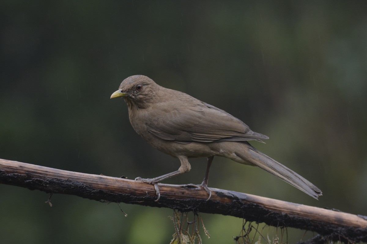 Merle fauve - ML646467065