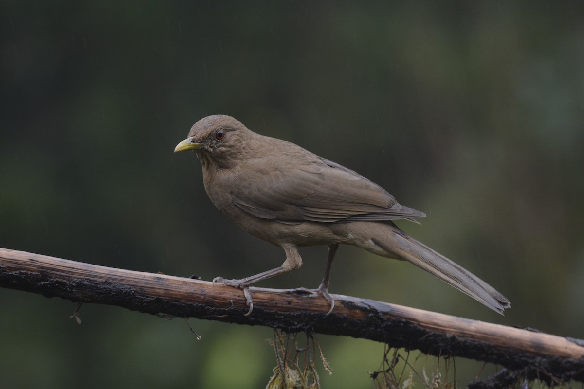 Merle fauve - ML646467066