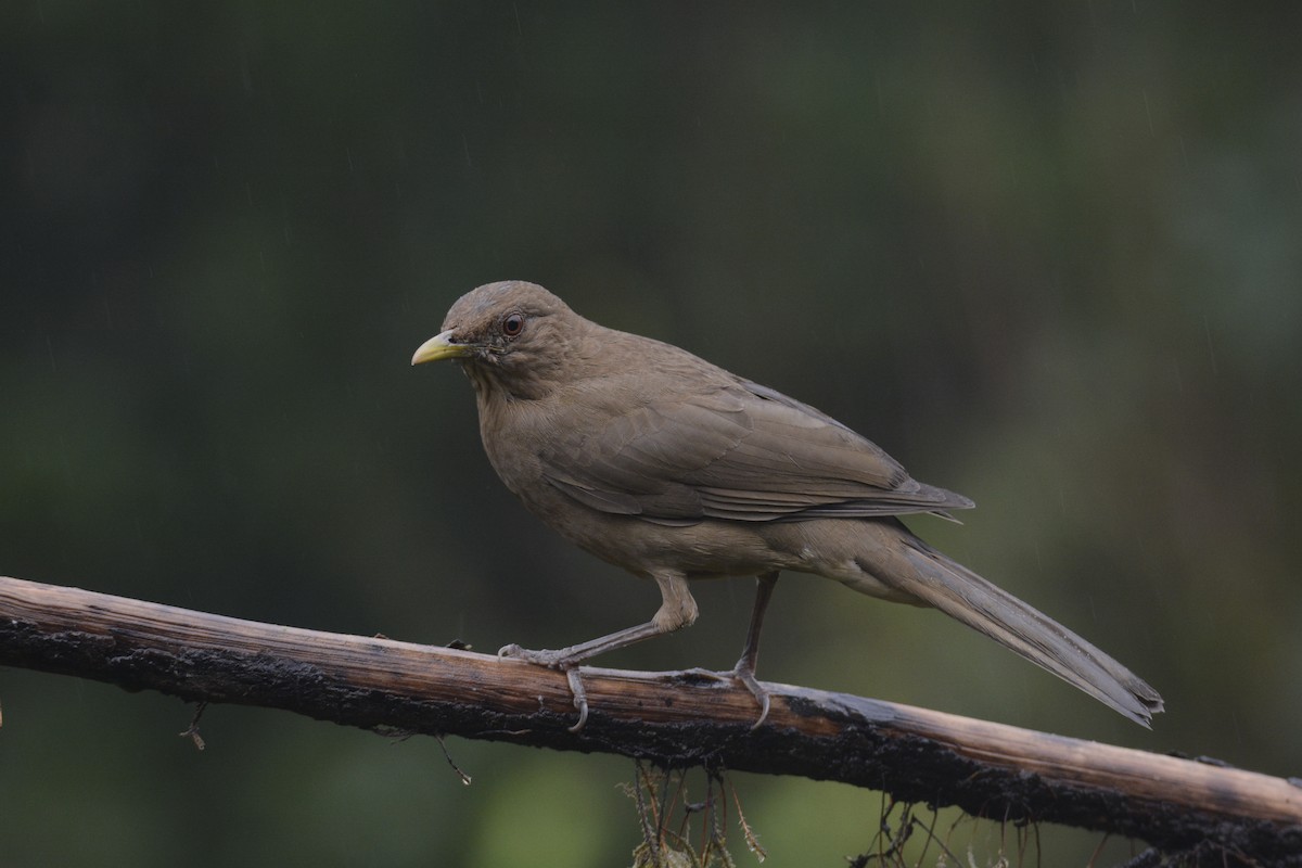 Merle fauve - ML646467067