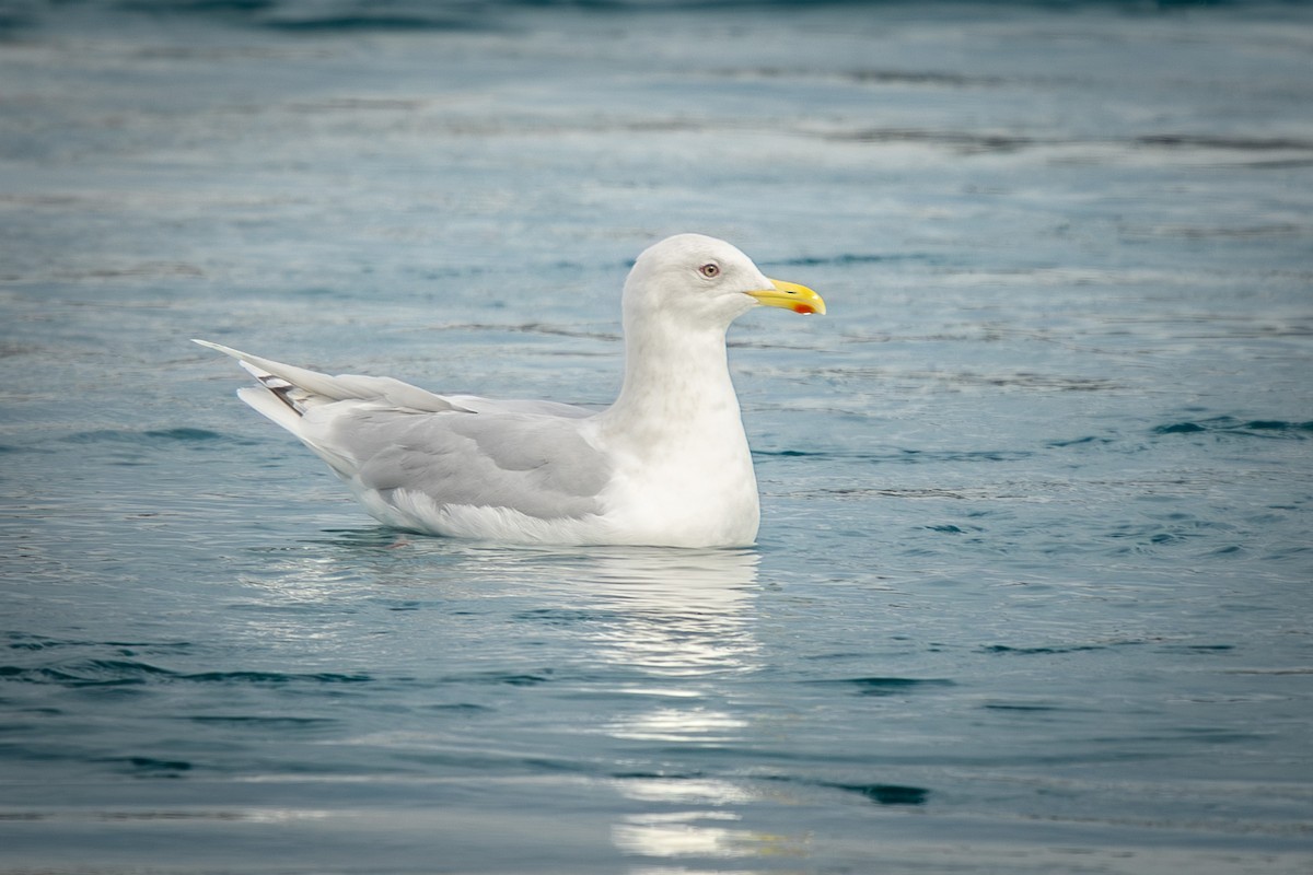 grønlandsmåke - ML646467068