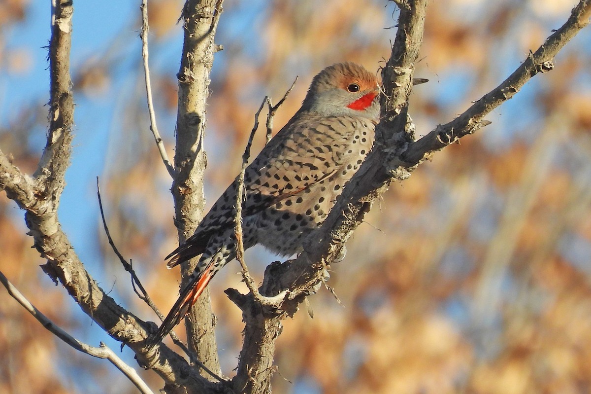Northern Flicker (Red-shafted) - ML646467070