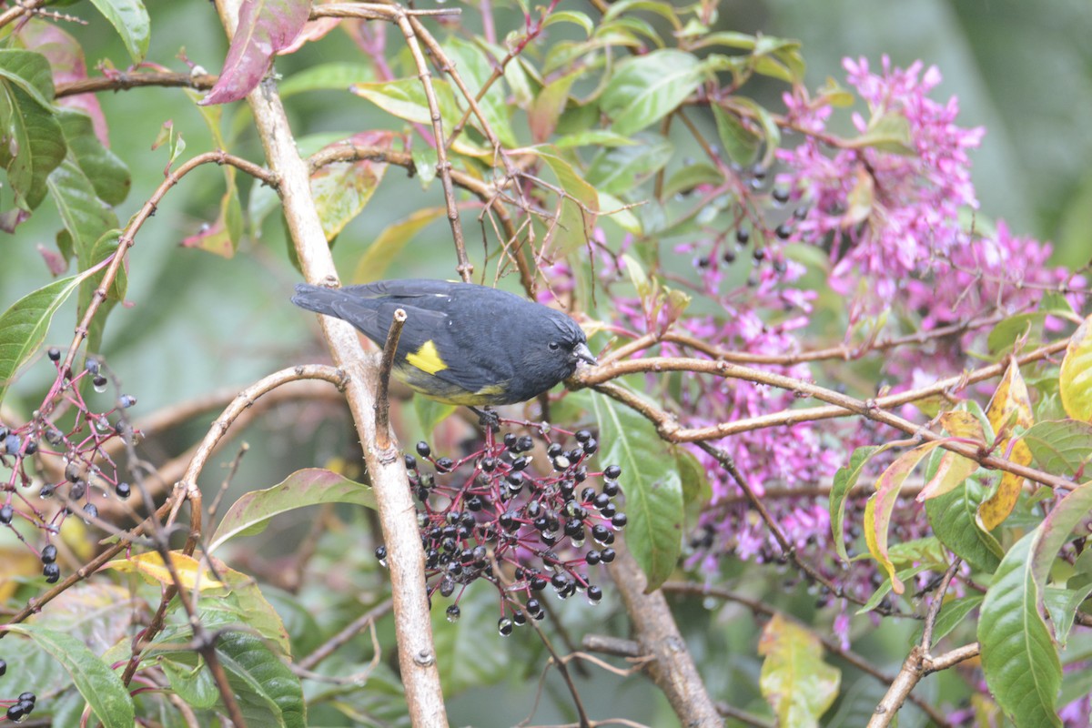 Yellow-bellied Siskin - ML646467072
