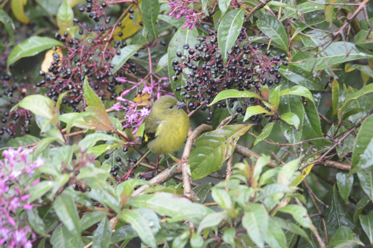 Yellow-bellied Siskin - ML646467073