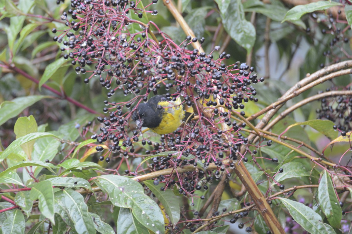 Yellow-bellied Siskin - ML646467074