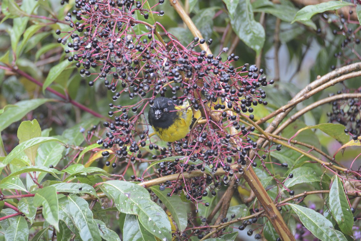 Yellow-bellied Siskin - ML646467075