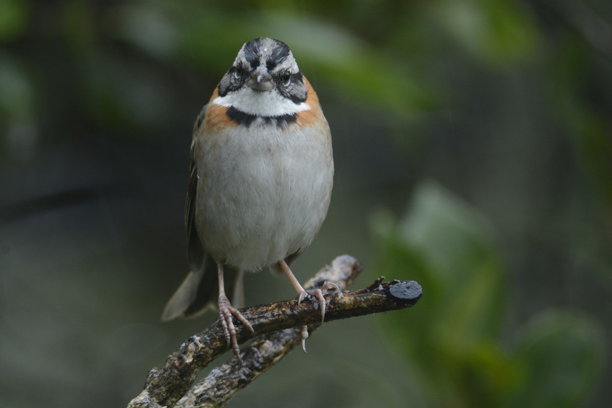 Rufous-collared Sparrow - ML646467088