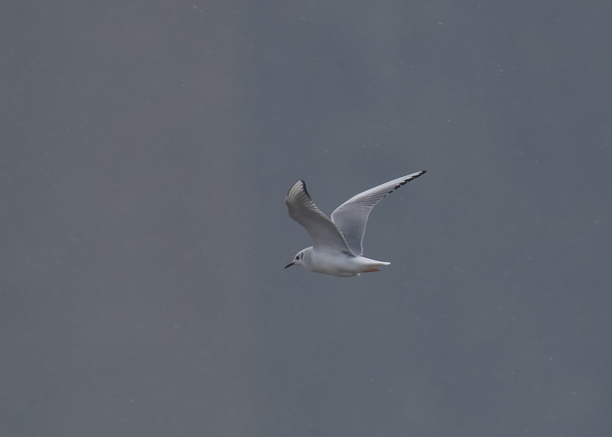 Bonaparte's Gull - ML646467103